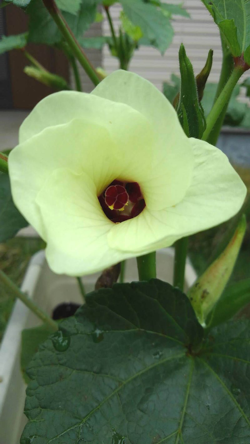 四つの花の名前クイズ　全問正解出来れば、素敵な豆本を差し上げます。　４番目の花