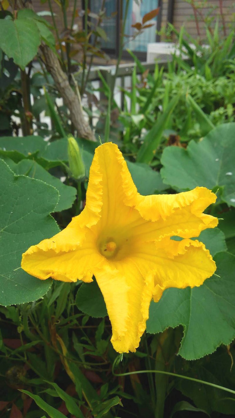 四つの花の名前を正解した、ら素敵な豆本をさしあげます。　２番目の花