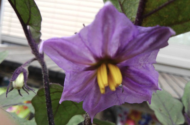 四つの花の名前を正解した、ら素敵な豆本をさしあげます。　3番目の花