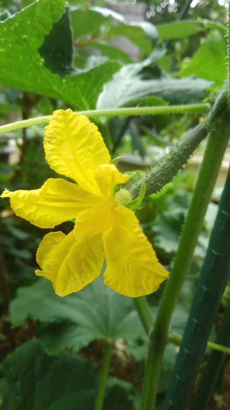 四つの花の名前を正解した、ら素敵な豆本をさしあげます。　１番目の花