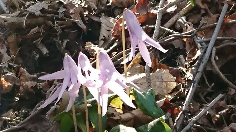 鹿児島のカタクリの花