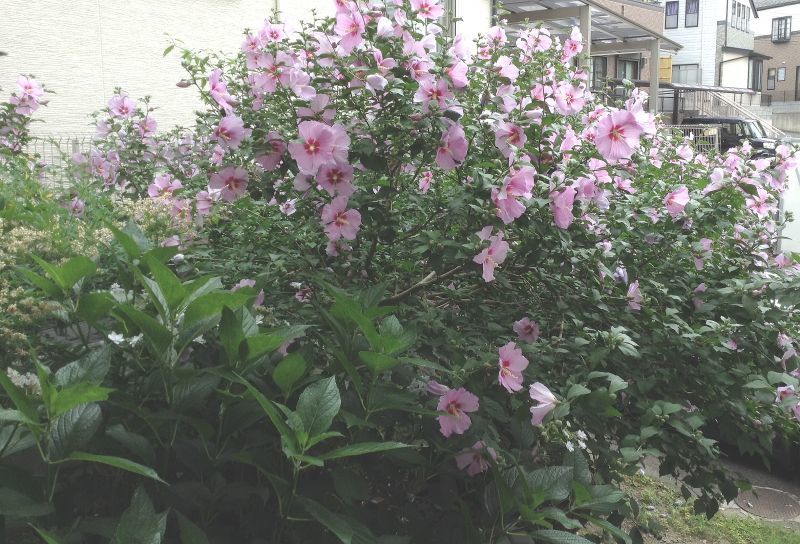 **芙蓉の花**雨宿り