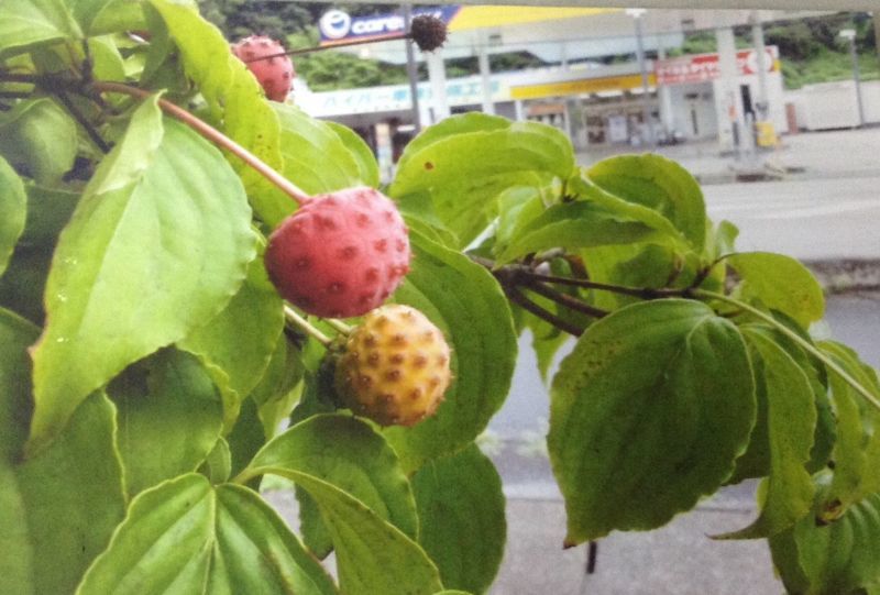 福島県三春町の熊さんから もう一枚の写真   桑の実