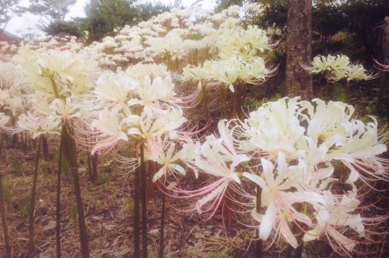 白い彼岸花   福島県日本松市  安達ヶ原