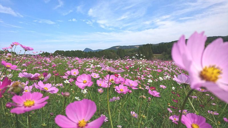 鹿児島県出水市・上場高原コスモス園