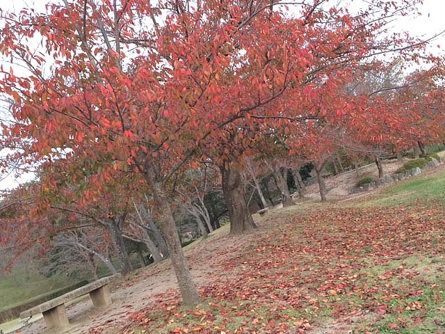 ＊＊京都・精華町♪（奈良と京都の境目のいい所）＊＊