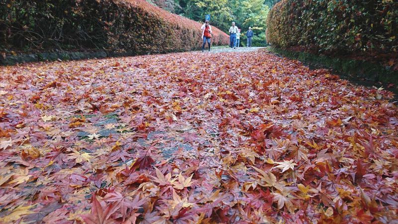 **鹿児島の何処かの紅葉路**