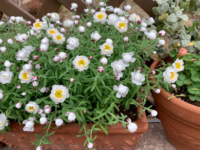 ＊＊東北地方の皆様に＊＊もらいものの花をお分けします。