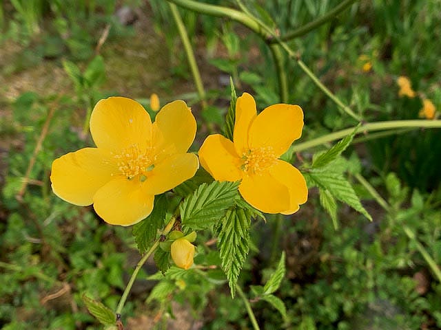 ＊山吹の花＊　が届きました。　京都精華町より