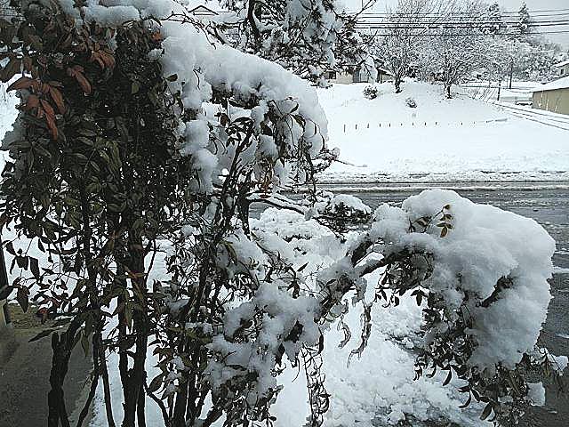 ＊＊平成最後の大雪！！福島県三春町～熊さん便り