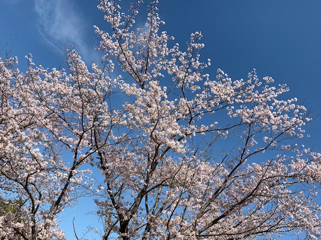 ＊＊京都精華町の市民公園の桜＊＊