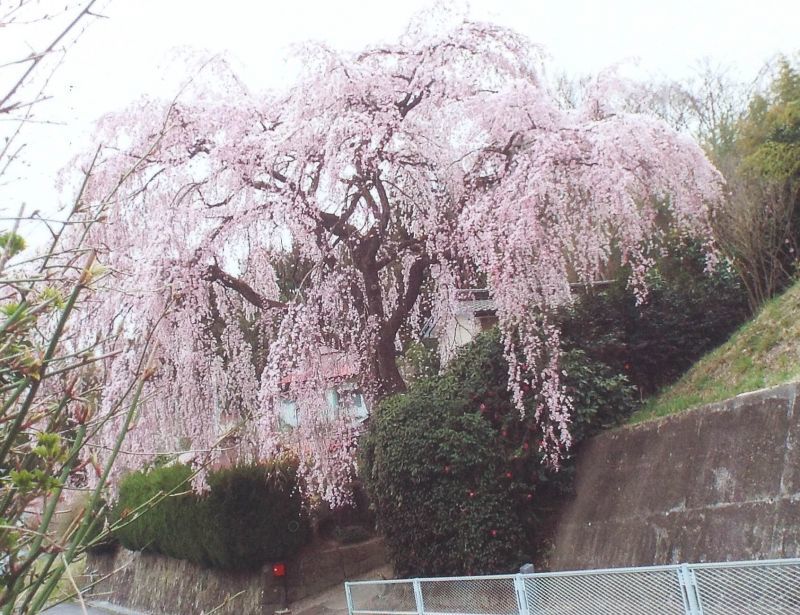 ＊＊福島県三春町の一番桜満開！＊＊今朝三桜＊＊