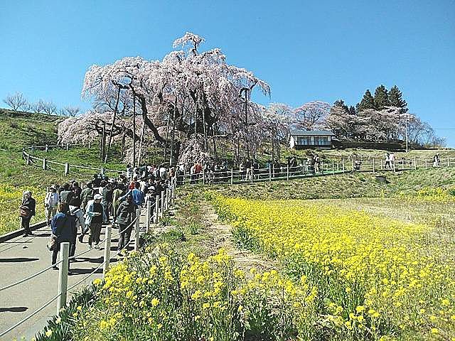 **福島県**三春の滝桜**　熊さん便り