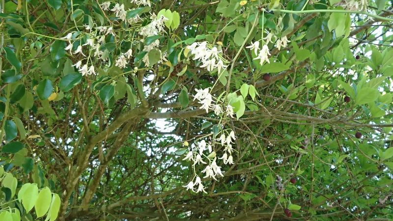 ＊＊あけびの花＊＊　鹿児島便り　その２