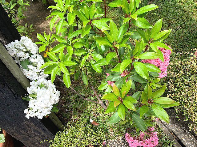 **カルミヤの花**　花のある毎日