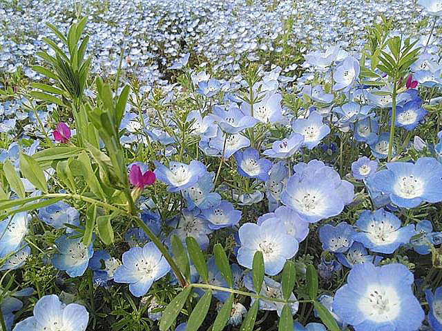 ◎熊さんの花便り～～ネモフィラとカラスエンドウ～～　ひたち海浜公園