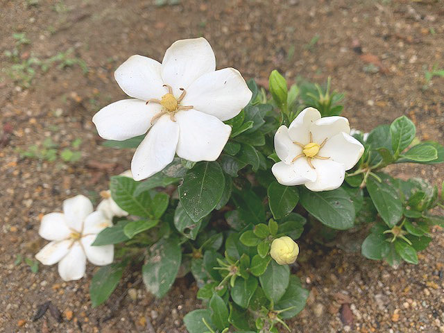 ＊＊梔子の花＊＊　