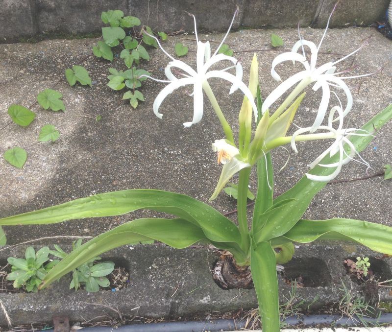 ◎自力で芽を出さないと、この白い花も咲かない　『浜木綿』