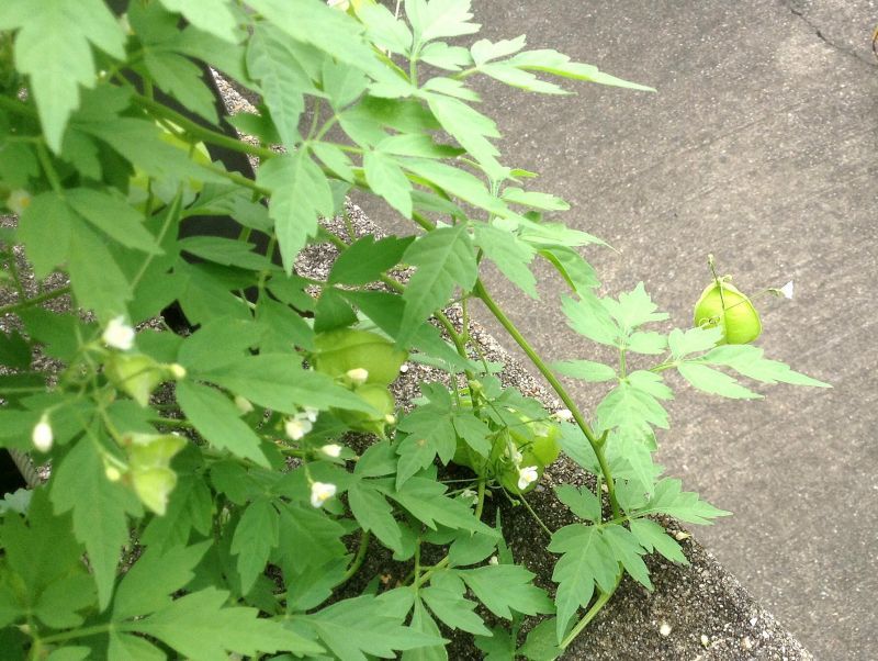 **3年物の*風船蔓*が小さな白い花と*緑の風船をつけました。