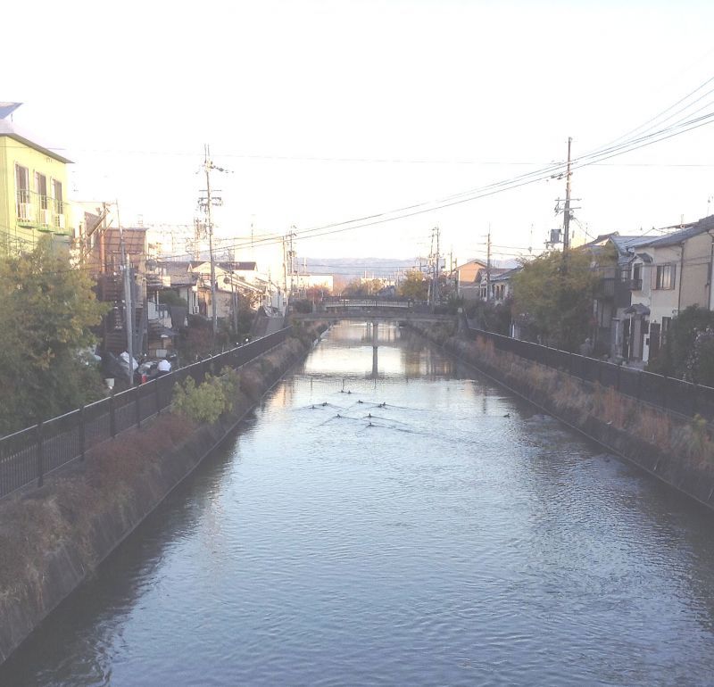 ◎琵琶湖疏水の鴨たちがスイスイ～～