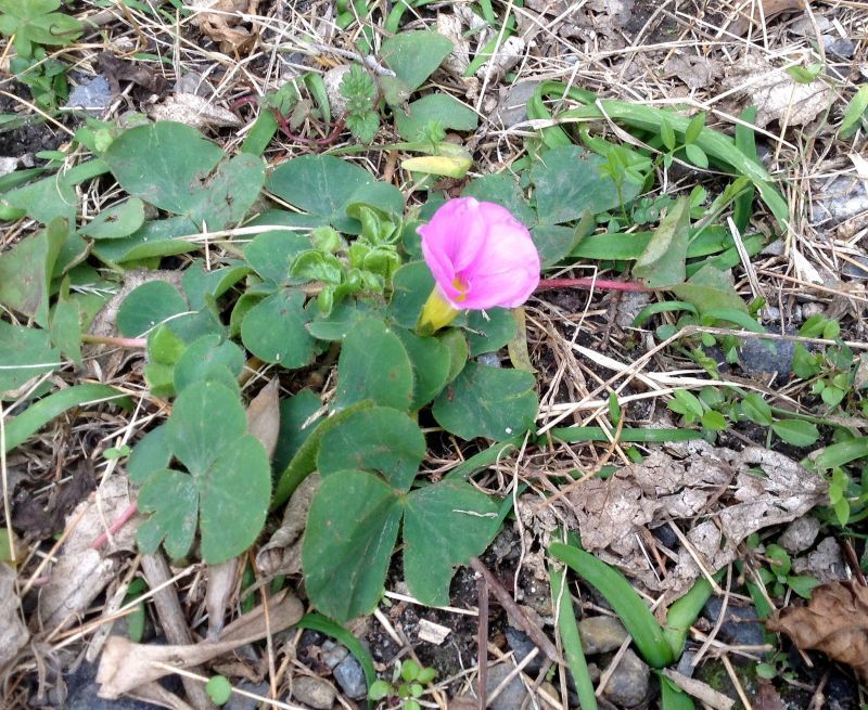 ◎日本庭園にクロ－バ－の花が。。。