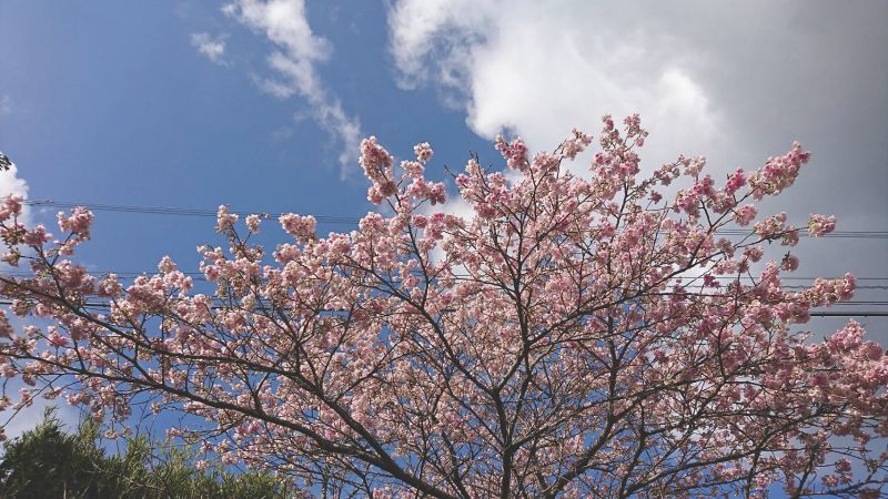 **桜が咲きました**鹿児島県出水市**