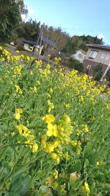 **菜の花畠**♪朧月夜