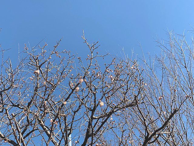 ◎青空に紅梅　京都精華町