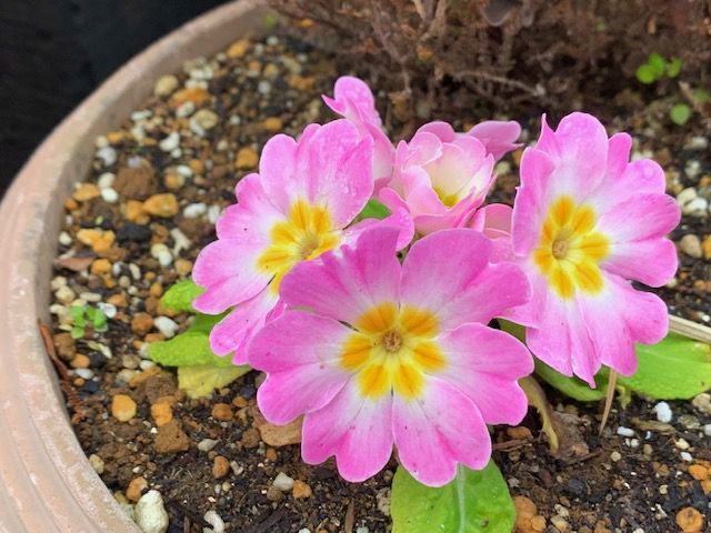 花のある毎日　プリムラ