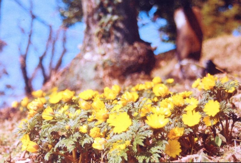 ◉福島県三春町から《熊さん便り》   福寿草