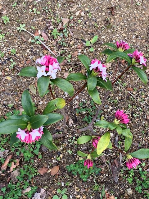 ◎花のある毎日　春を知らせる　沈丁花