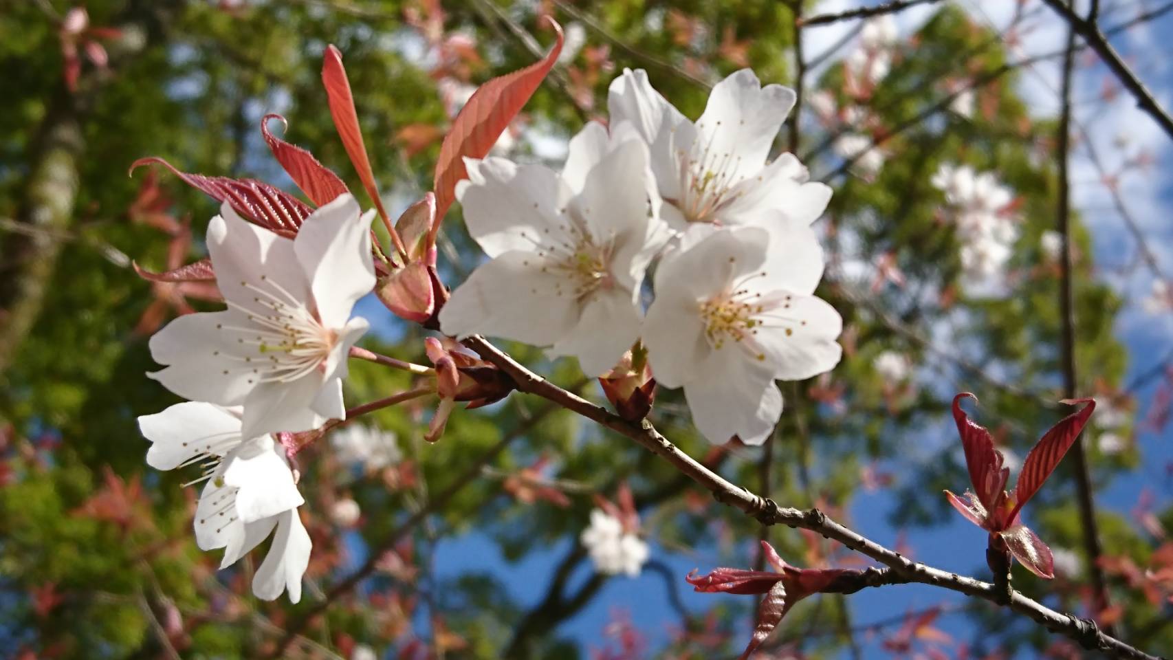 **山桜　花より外に　知る人もなし**