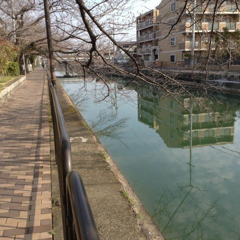 琵琶湖疏水に水が戻りました。