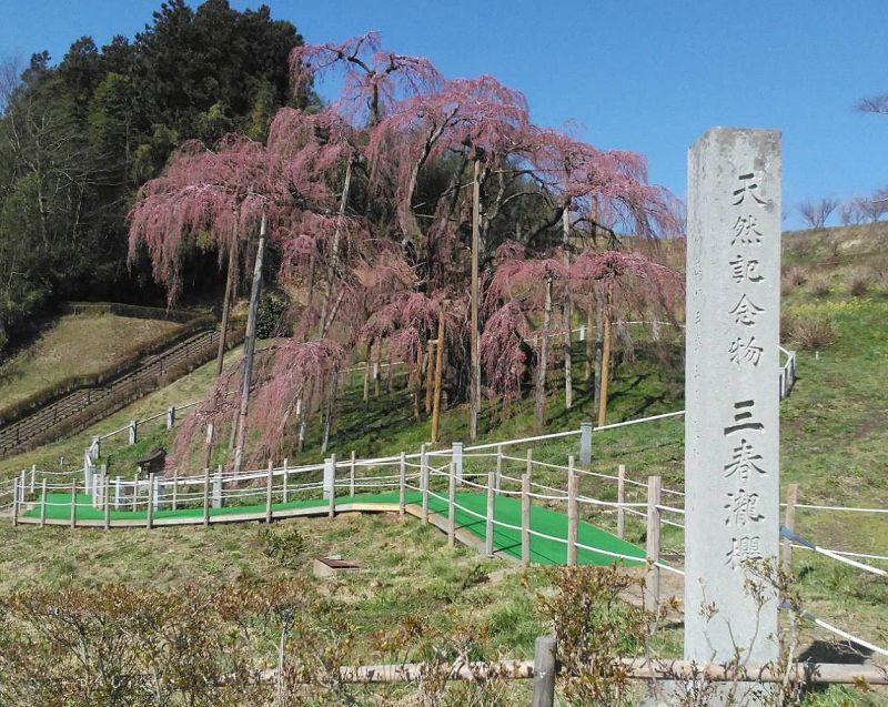 **福島県・三春の滝桜**