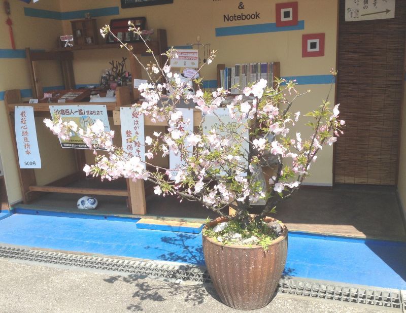 我が家の鉢植えの桜も満開になりました。