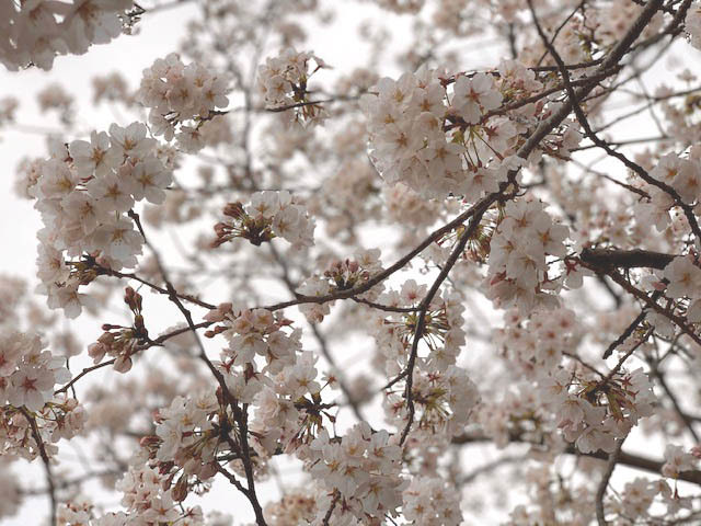 **奈良と京都の境目の”サクラ”満開