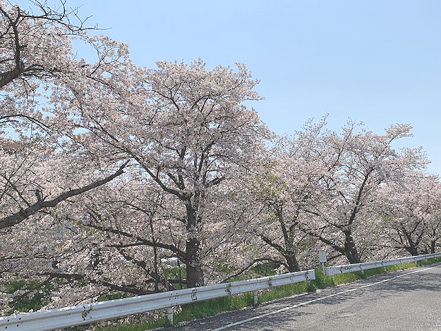 ◎奈良県　～佐保川の桜～