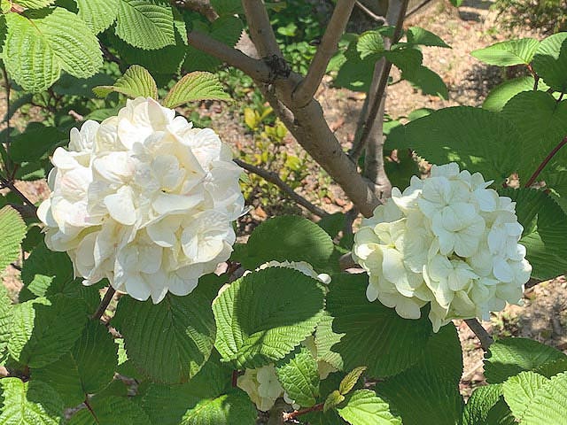 ◎こてまりの花