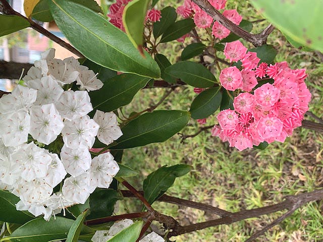 ◎カルミア　の花