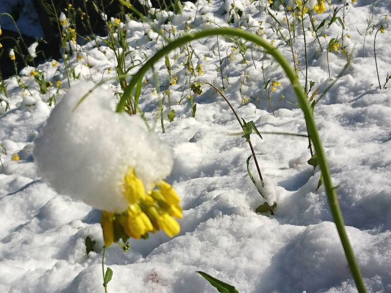 ◎菜の花に**雪**　鹿児島