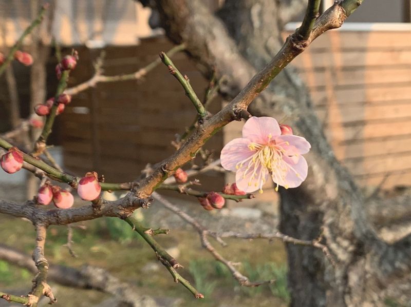 **百花の魁***　京都精華町・月ヶ瀬梅林　近く