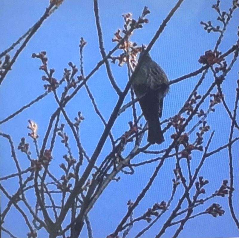 ◎　桜のつぼみ　と　ツグミ　琵琶湖疏水縁