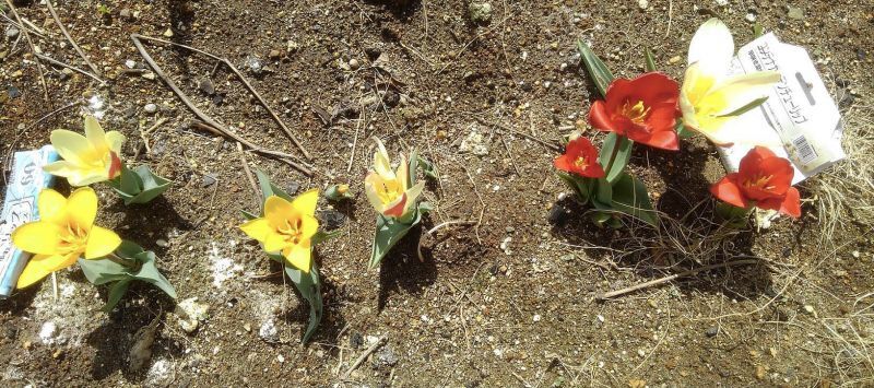 ◎度重なる地震にも、ひつこいコロナ野郎にも負けず、東北では早咲きの。。。