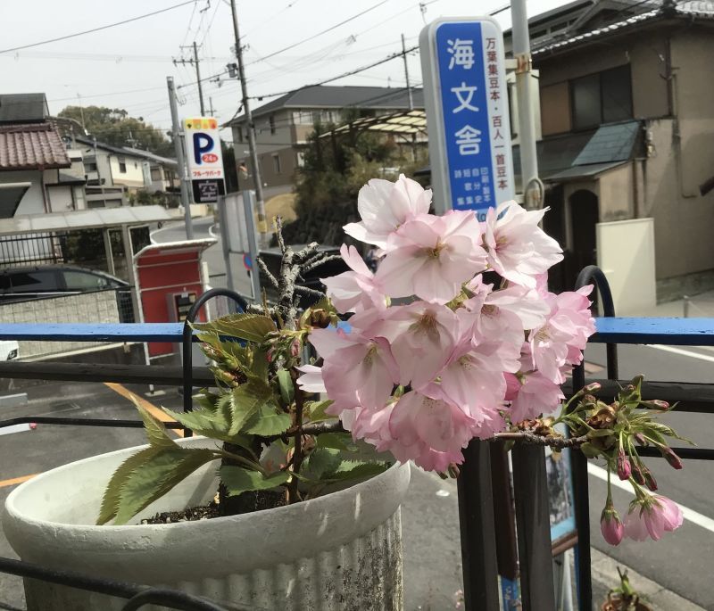 鉢植えの桜～ほぼ満開