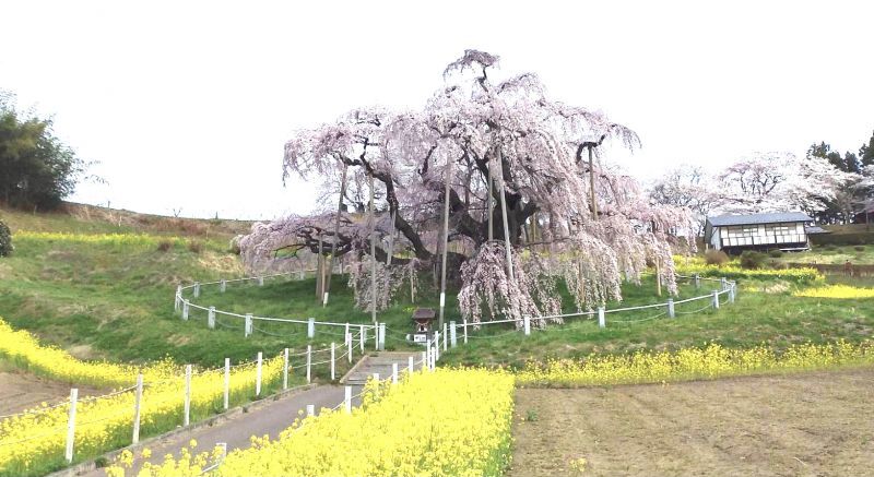 ◎福島県三春町から　”滝桜”　満開の写目メが熊さんから