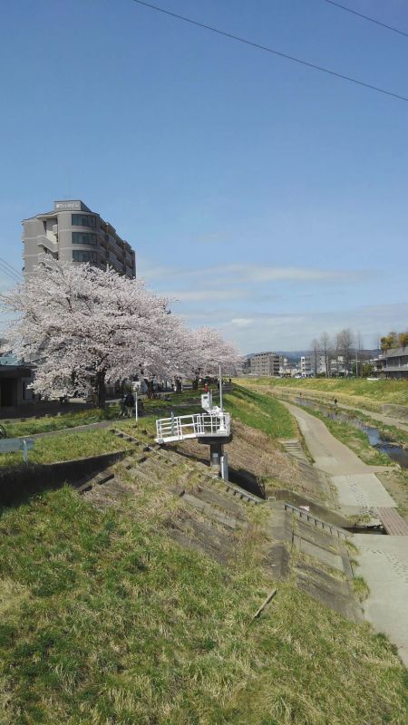 ◎東北仙台にも桜がさきました。新笊川沿いの桜並木