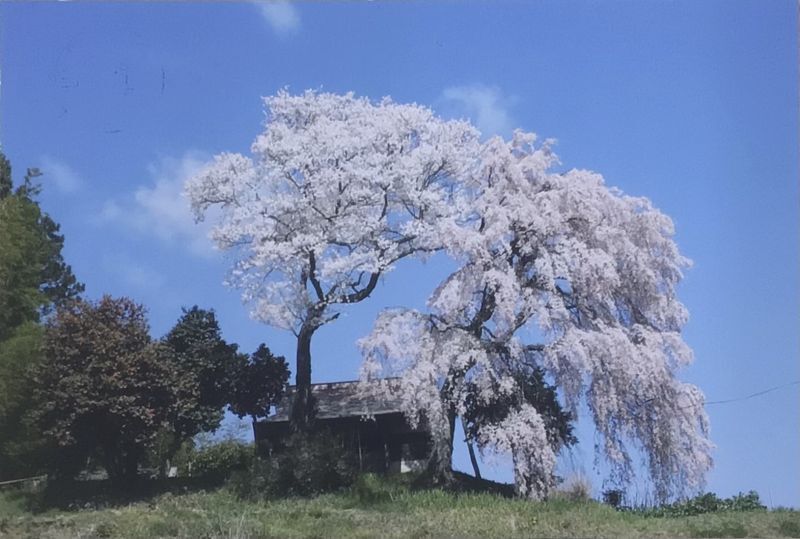 桜に見守られる町　～福島県田村市船引町～