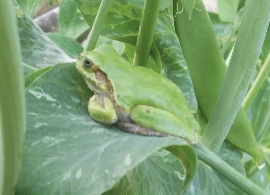 花にまぎれ込むカエル