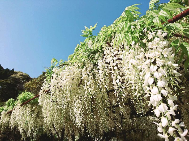 鹿児島県出水市内の　”藤”