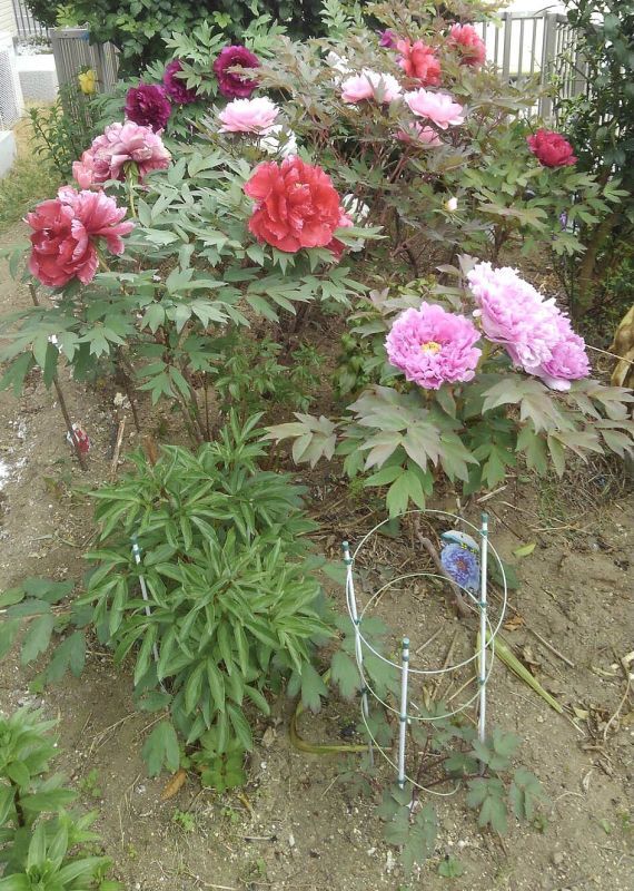 牡丹の花 牡丹の花